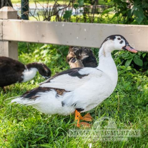 mc murry hatchery|More.